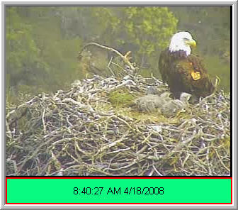 Pelican Harbor eaglets