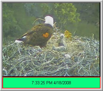 Pelican Harbor eaglets