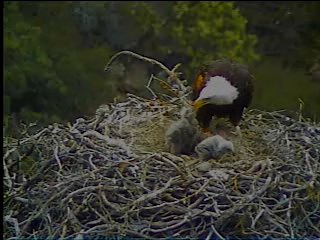 Pelican Harbor eaglets