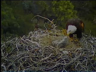 Pelican Harbor eaglets