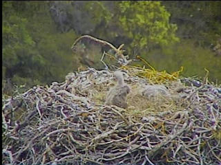 Pelican Harbor eaglets