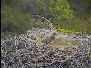 Pelican Harbor eaglets