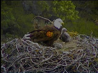 Pelican Harbor eaglets