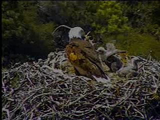Pelican Harbor eaglets