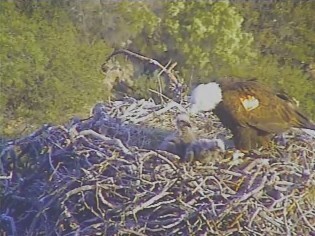 Pelican Harbor eaglets