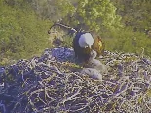 Pelican Harbor eaglets