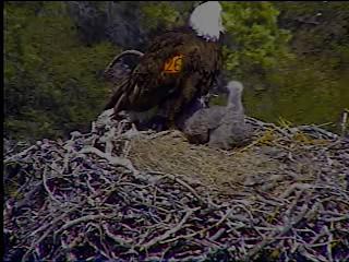Pelican Harbor eaglets