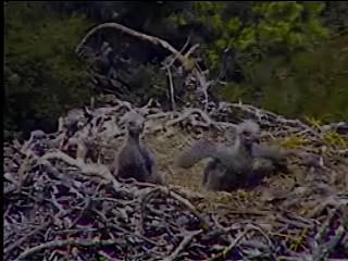 Pelican Harbor eaglets