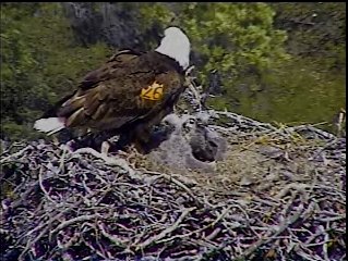 Pelican Harbor eaglets