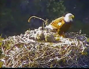 Pelican Harbor eaglets