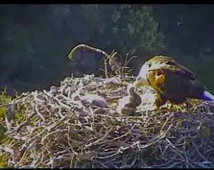 Pelican Harbor eaglets