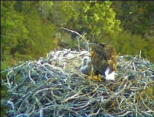 Pelican Harbor eaglets