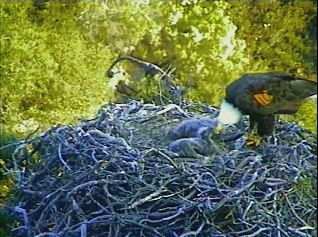 Pelican Harbor eaglets