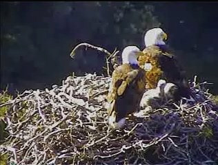 Pelican Harbor eaglets