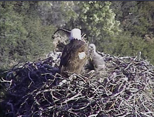 Pelican Harbor eaglets