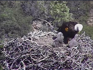 Pelican Harbor eaglets