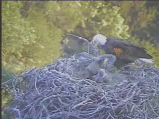Pelican Harbor eaglets
