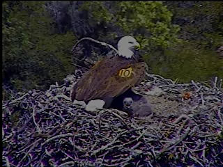 Pelican Harbor eaglets