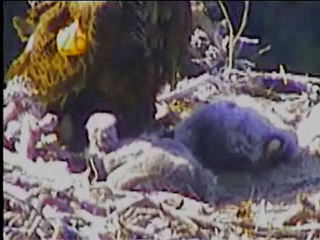 Pelican Harbor eaglets