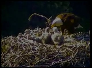 Pelican Harbor eaglets