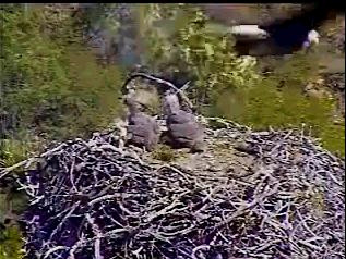 Pelican Harbor eaglets