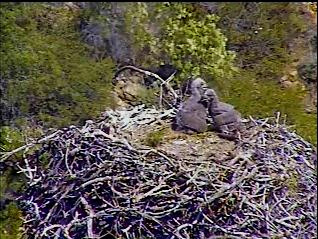 Pelican Harbor eaglets