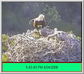 Pelican Harbor eaglets