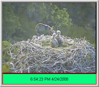Pelican Harbor eaglets