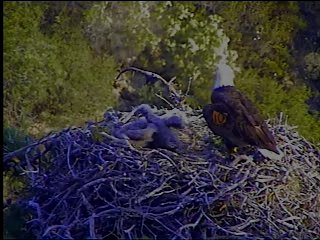 Pelican Harbor eaglets
