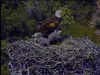 Pelican Harbor eaglets