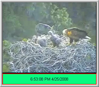 Pelican Harbor eaglets