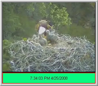 Pelican Harbor eaglets