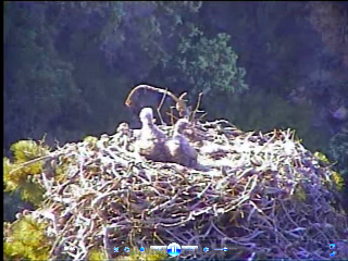Pelican Harbor eaglets
