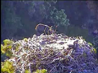 Pelican Harbor eaglets