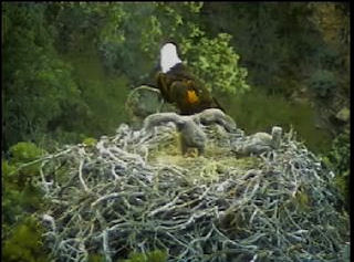 Pelican Harbor eaglets
