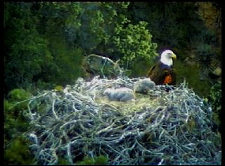Pelican Harbor eaglets