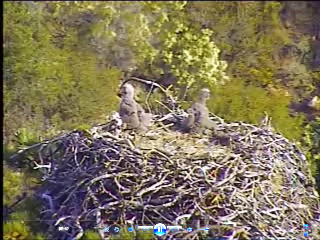 Pelican Harbor eaglets