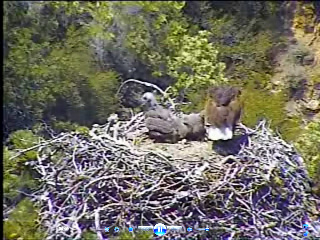 Pelican Harbor eaglets