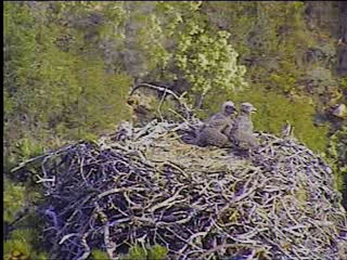 Pelican Harbor eaglets