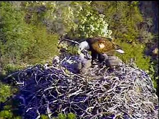 Pelican Harbor eaglets