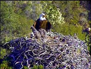 Pelican Harbor eaglets