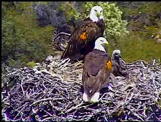 Pelican Harbor eaglets
