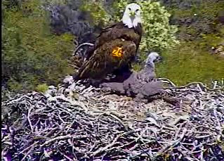 Pelican Harbor eaglets