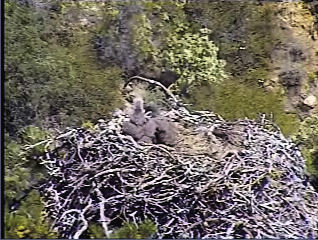 Pelican Harbor eaglets