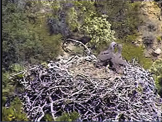 Pelican Harbor eaglets