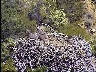 Pelican Harbor eaglets
