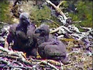 Pelican Harbor eaglets