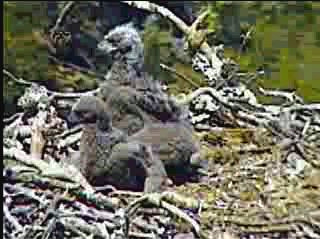 Pelican Harbor eaglets
