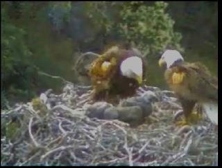 Pelican Harbor eaglets