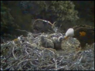 Pelican Harbor eaglets
